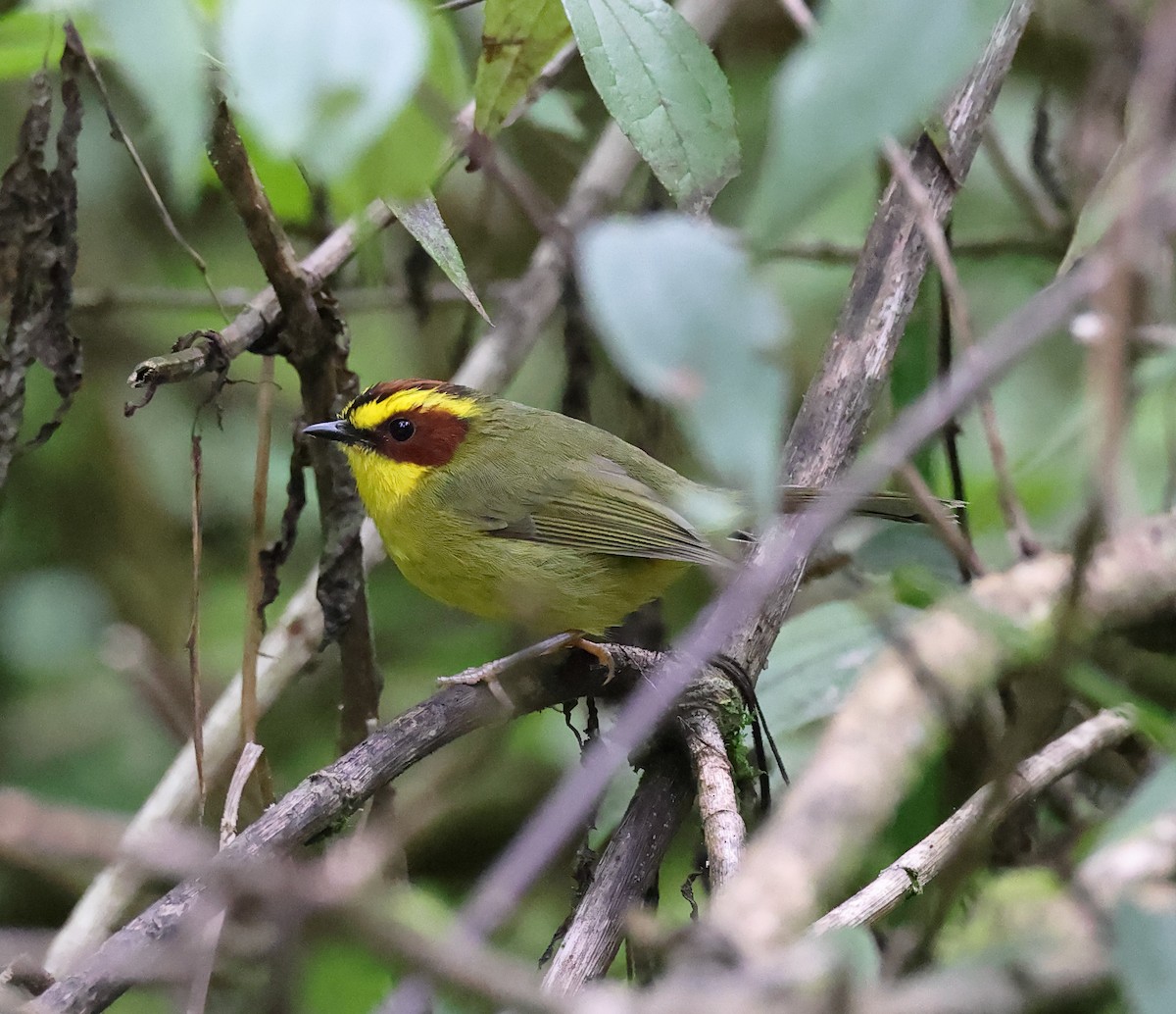 Golden-browed Warbler - ML624785041