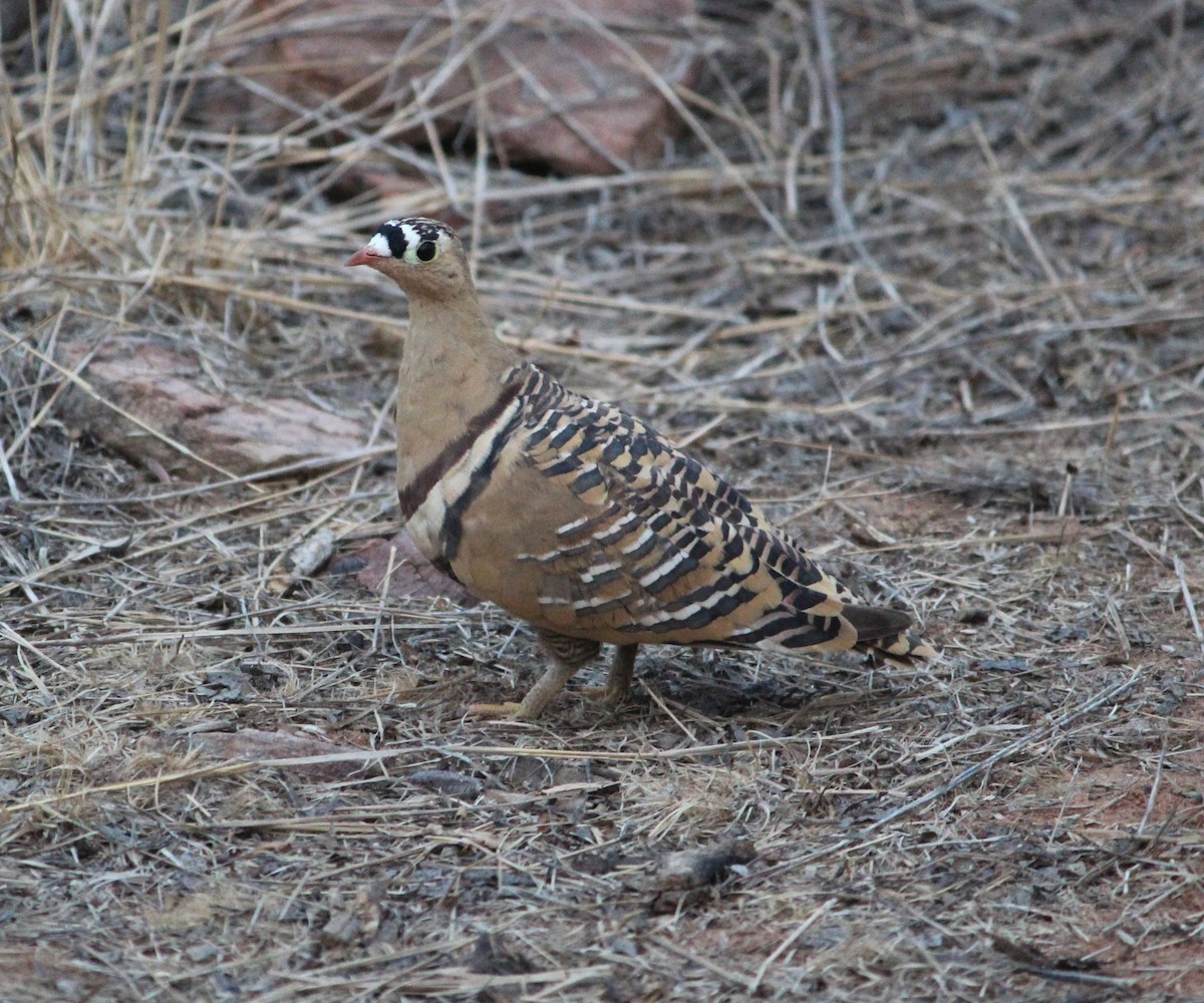 Painted Sandgrouse - ML624785089