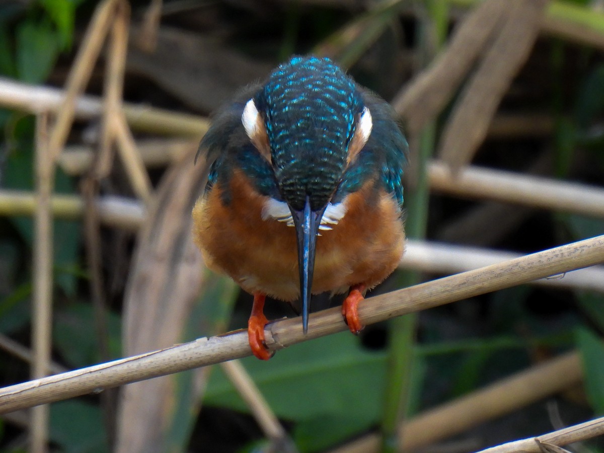 Номин шогшир - ML624785129