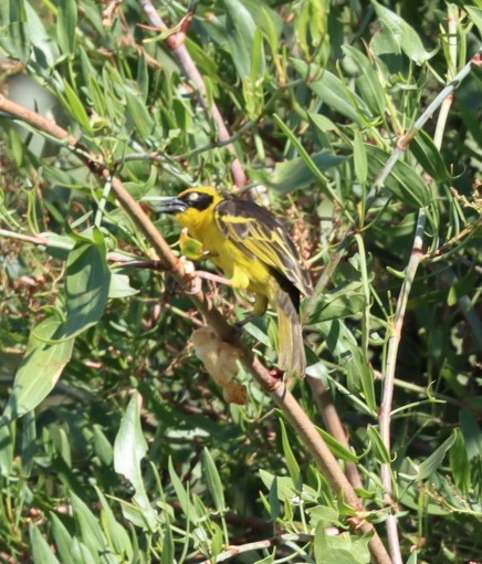 Baglafecht Weaver - ML624785179