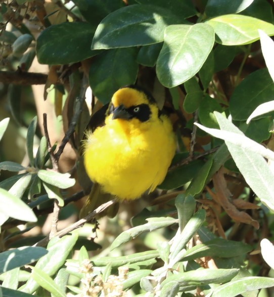 Baglafecht Weaver - ML624785180