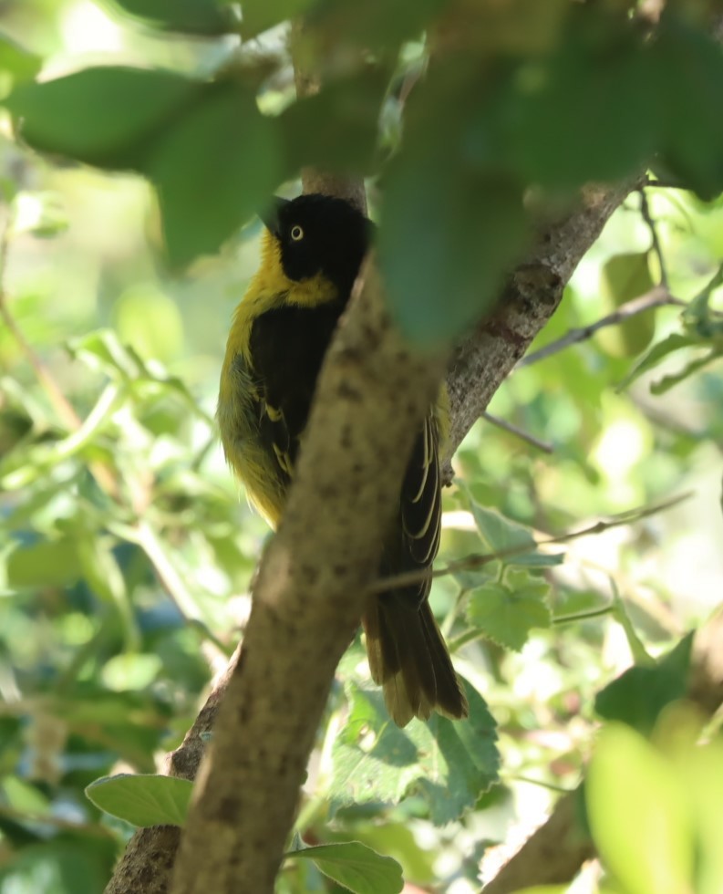 Baglafecht Weaver - ML624785181