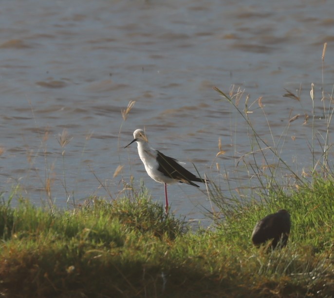 Black-winged Stilt - ML624785368