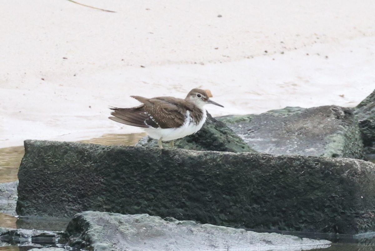 strandsnipe - ML624785371