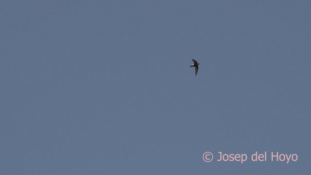 Little Swift (Little) - ML624785861