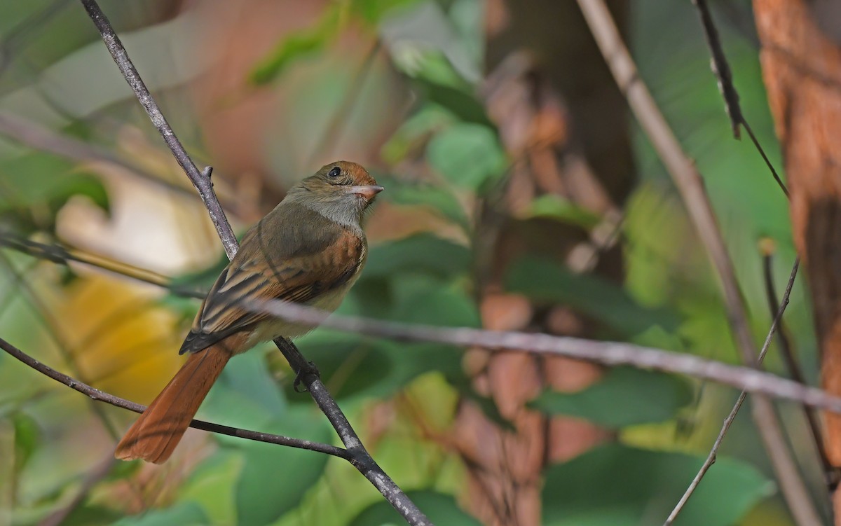 Ash-throated Casiornis - ML624785992