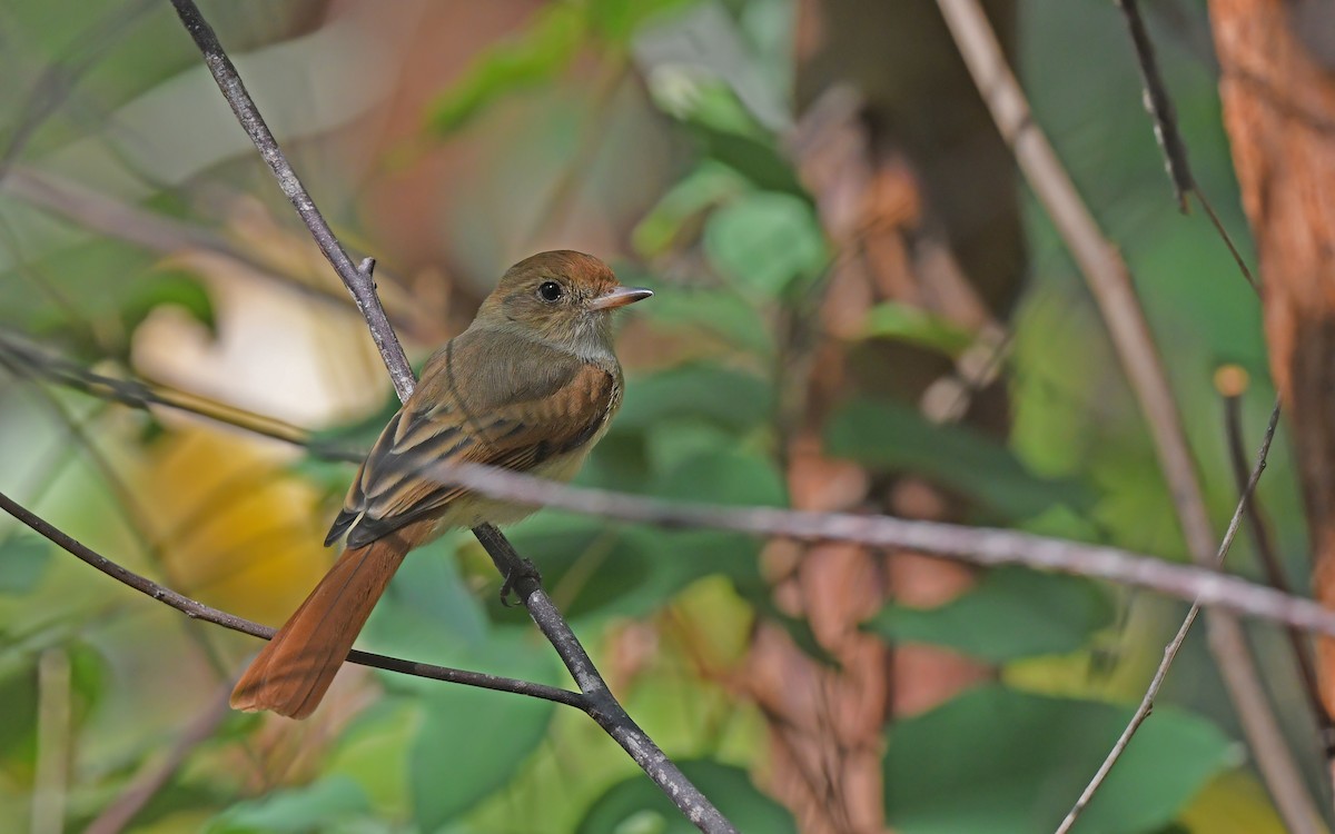 Ash-throated Casiornis - ML624785993