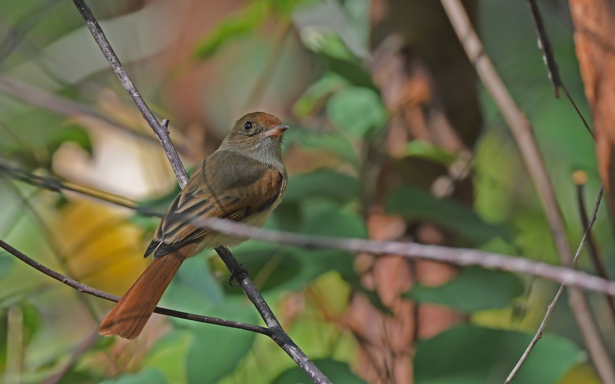 Ash-throated Casiornis - ML624785994