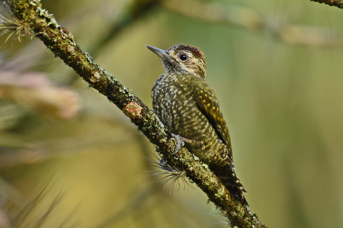 White-spotted Woodpecker - ML624786052