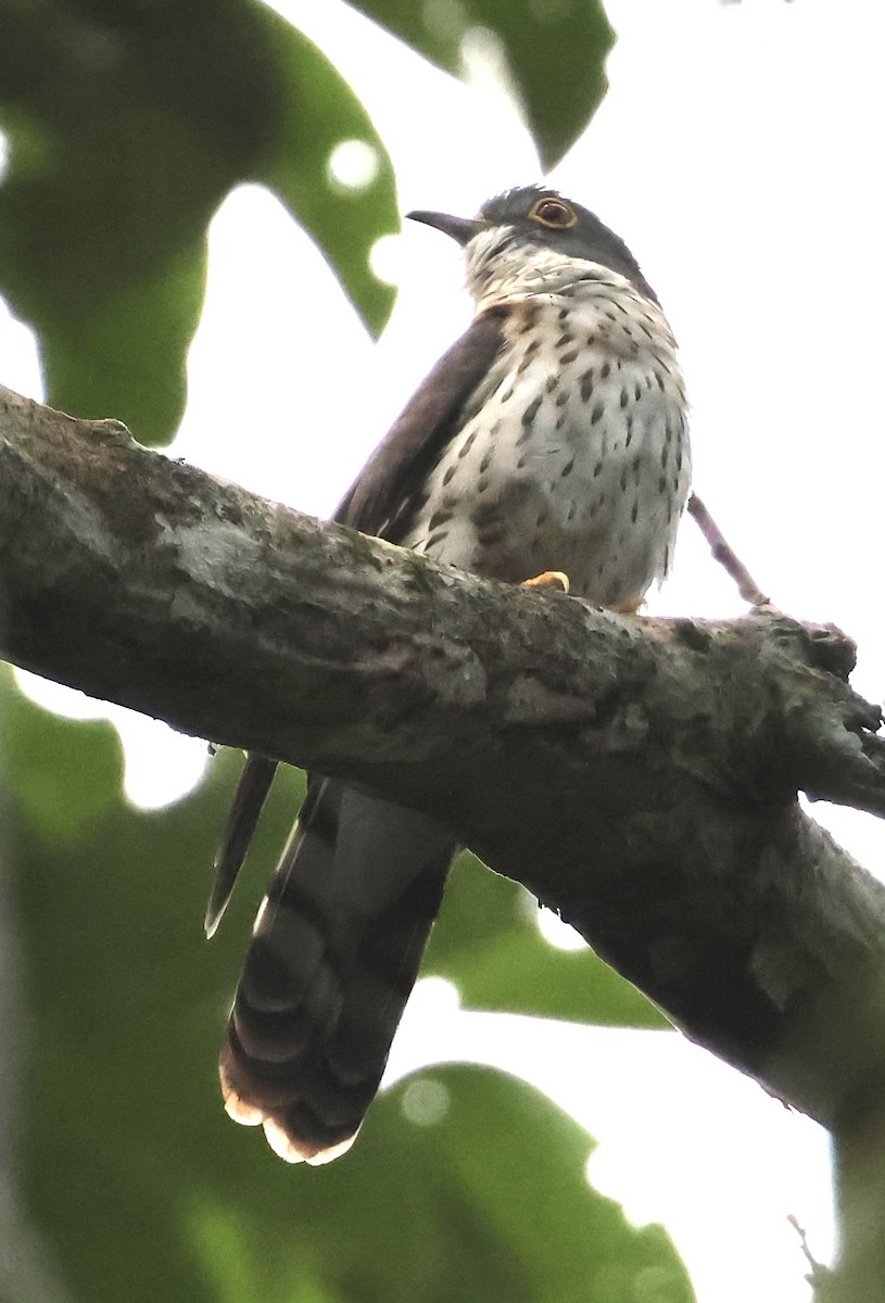 Malaysian Hawk-Cuckoo - ML624786056