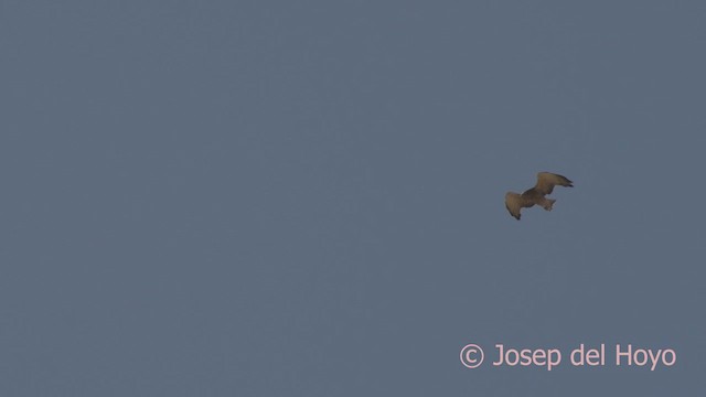 Beaudouin's Snake-Eagle - ML624786063