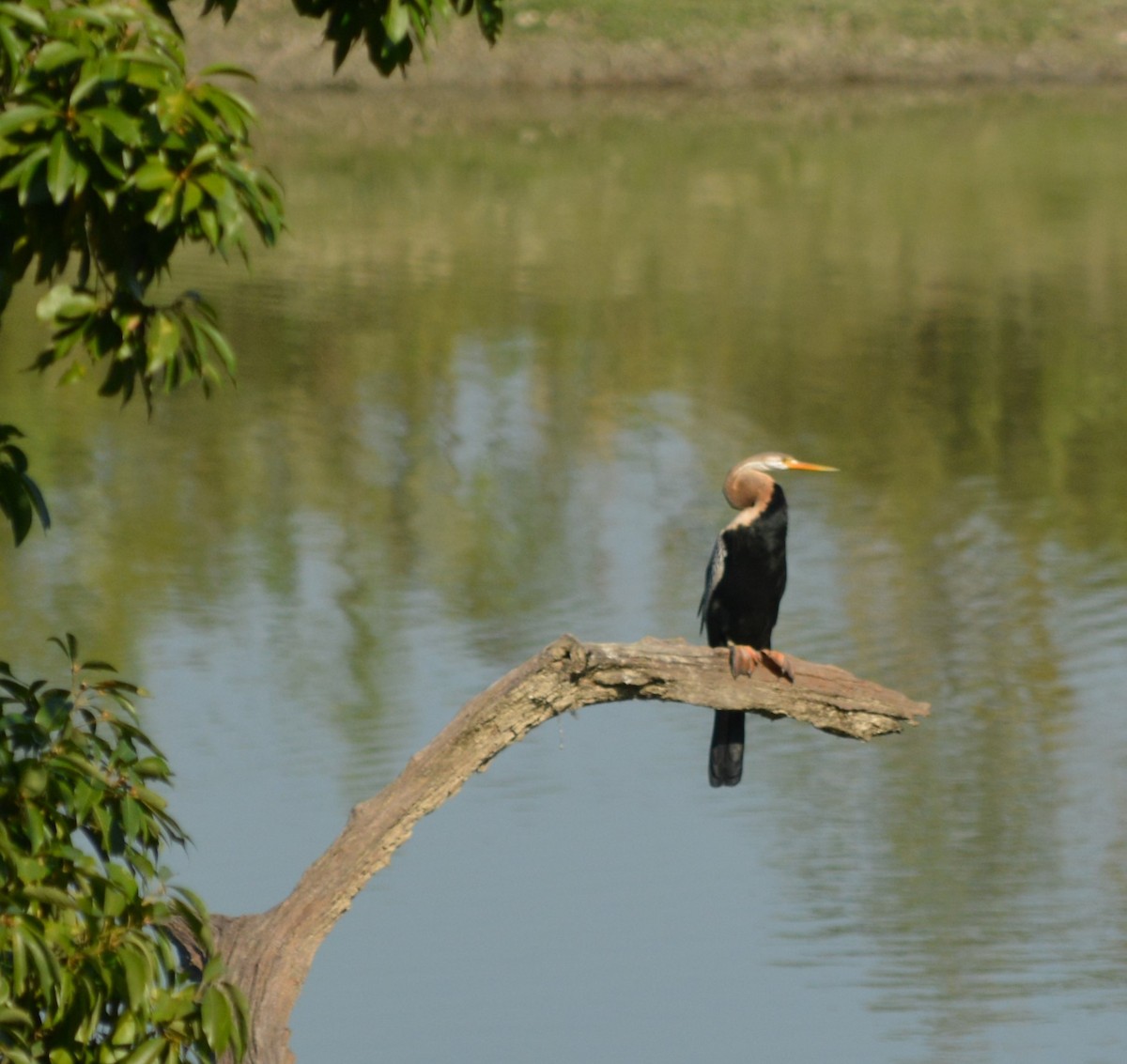 Oriental Darter - ML624786233