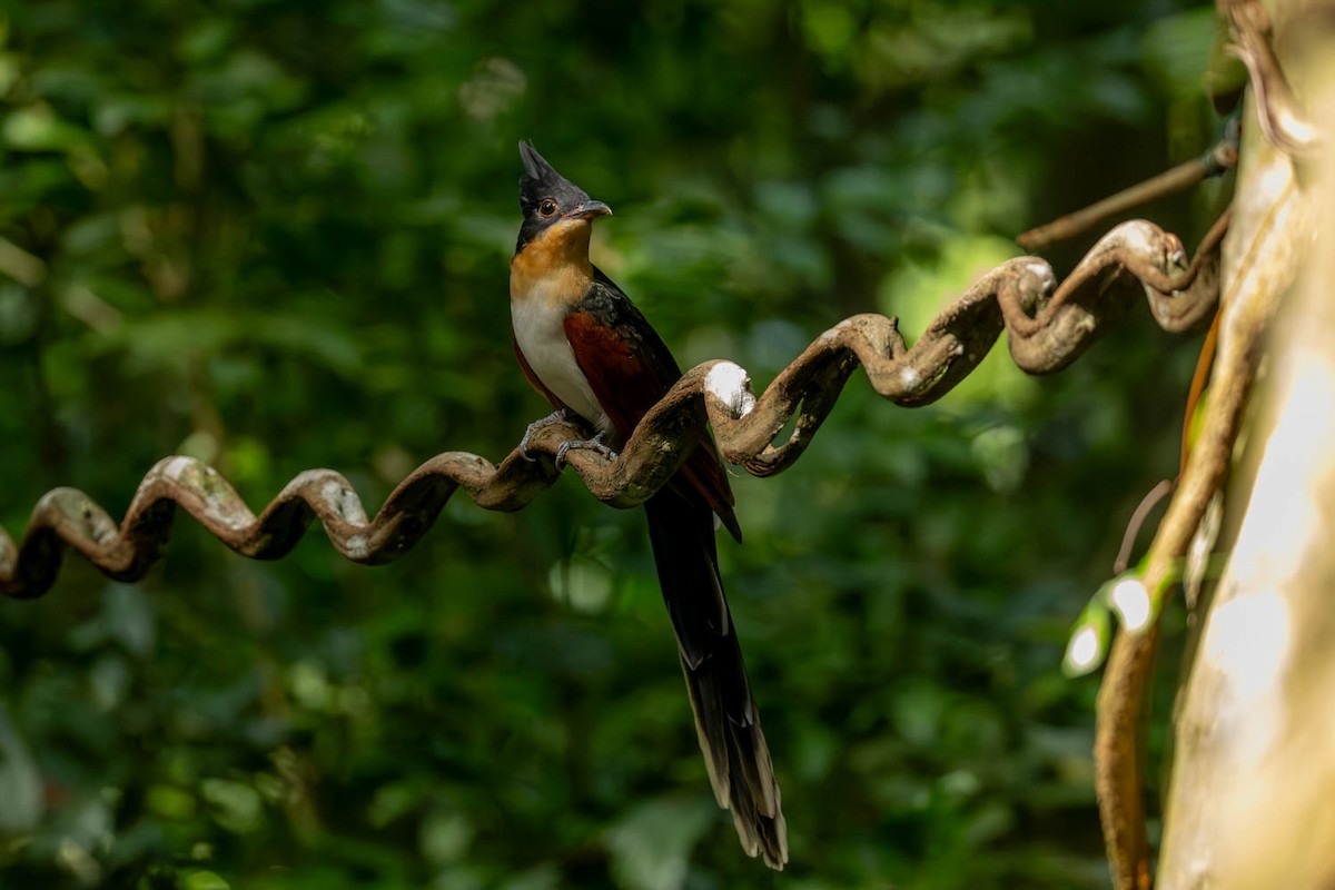 Chestnut-winged Cuckoo - ML624786308