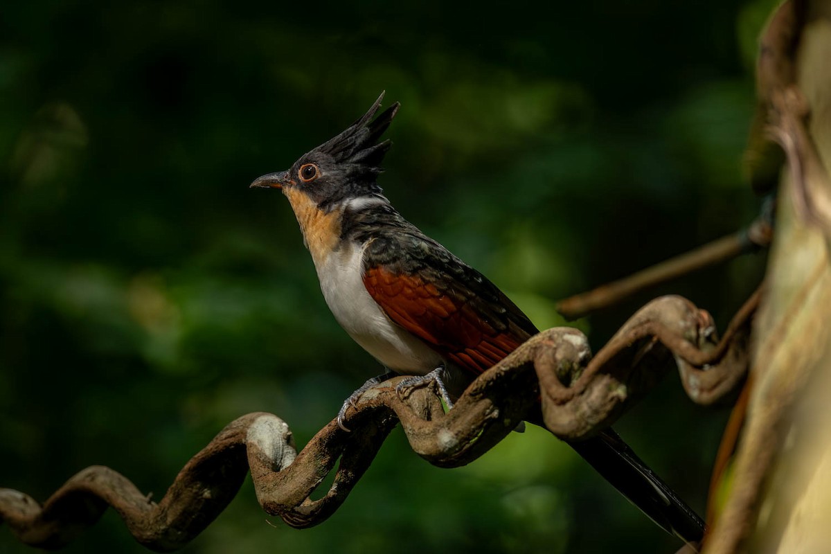 Chestnut-winged Cuckoo - ML624786309