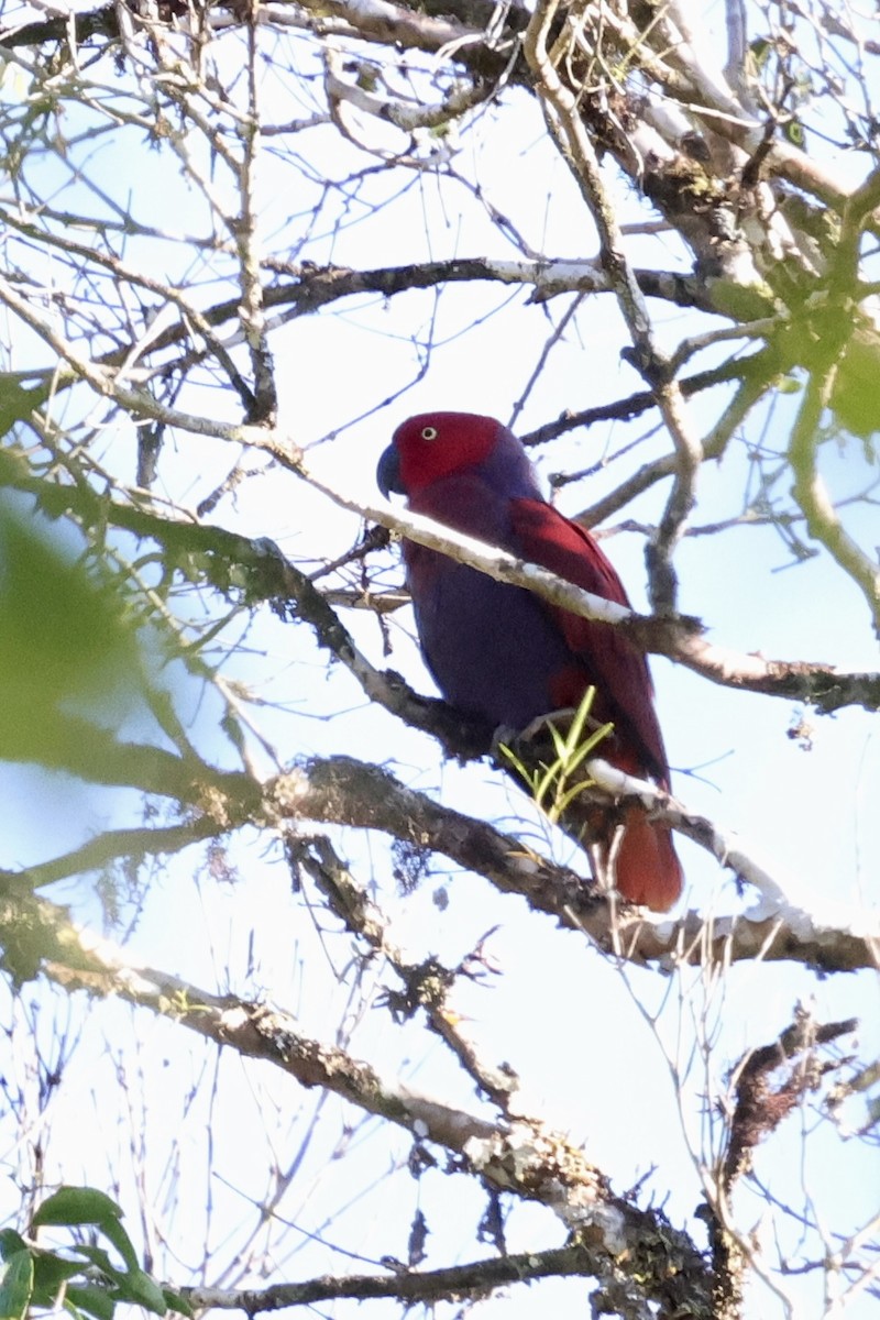 Purple-naped Lory - ML624786439