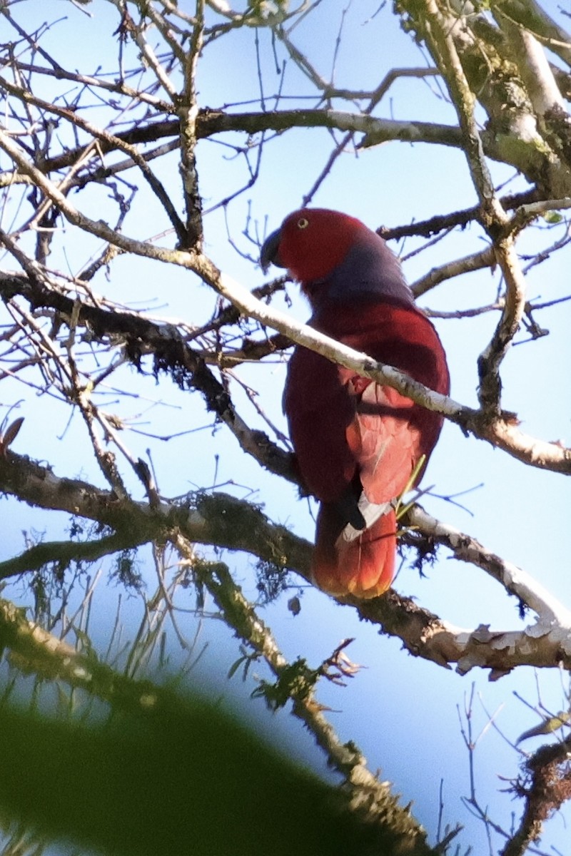 Purple-naped Lory - ML624786440