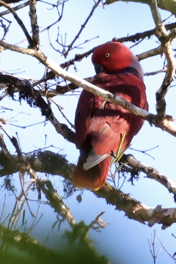 Purple-naped Lory - ML624786441