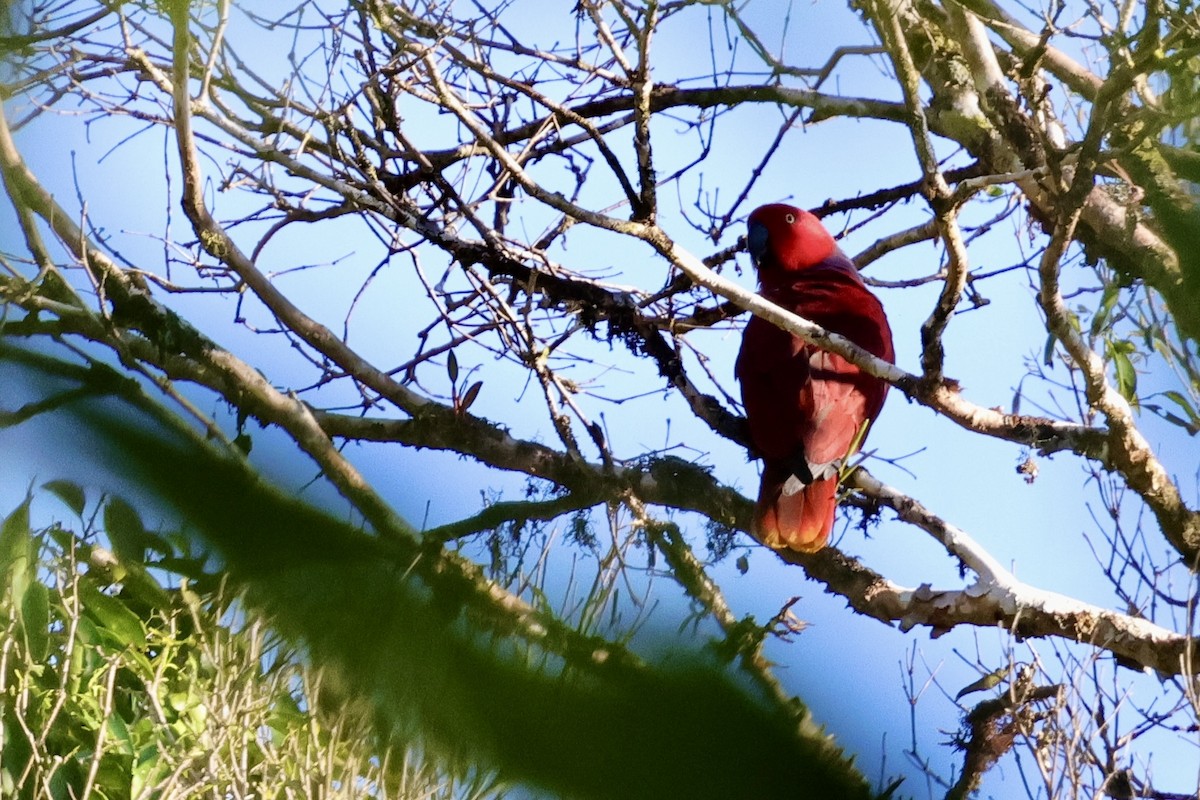 Purple-naped Lory - ML624786442