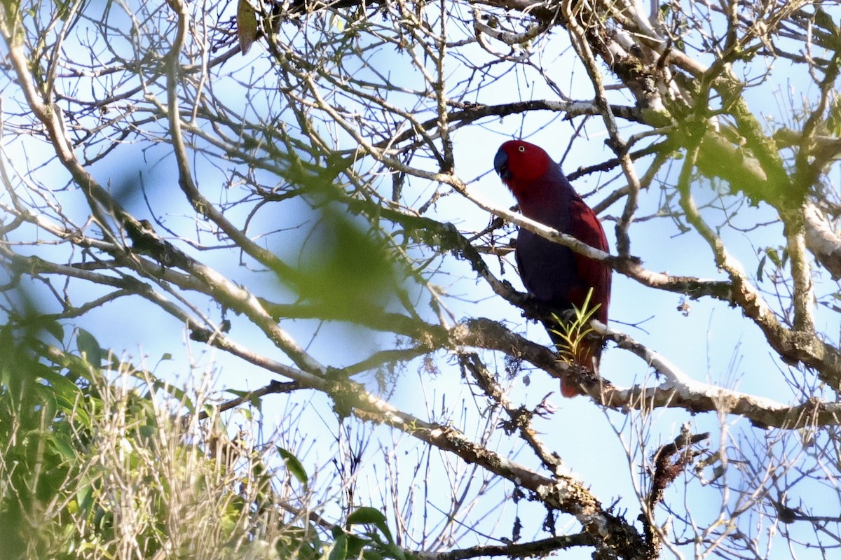 Purple-naped Lory - ML624786443