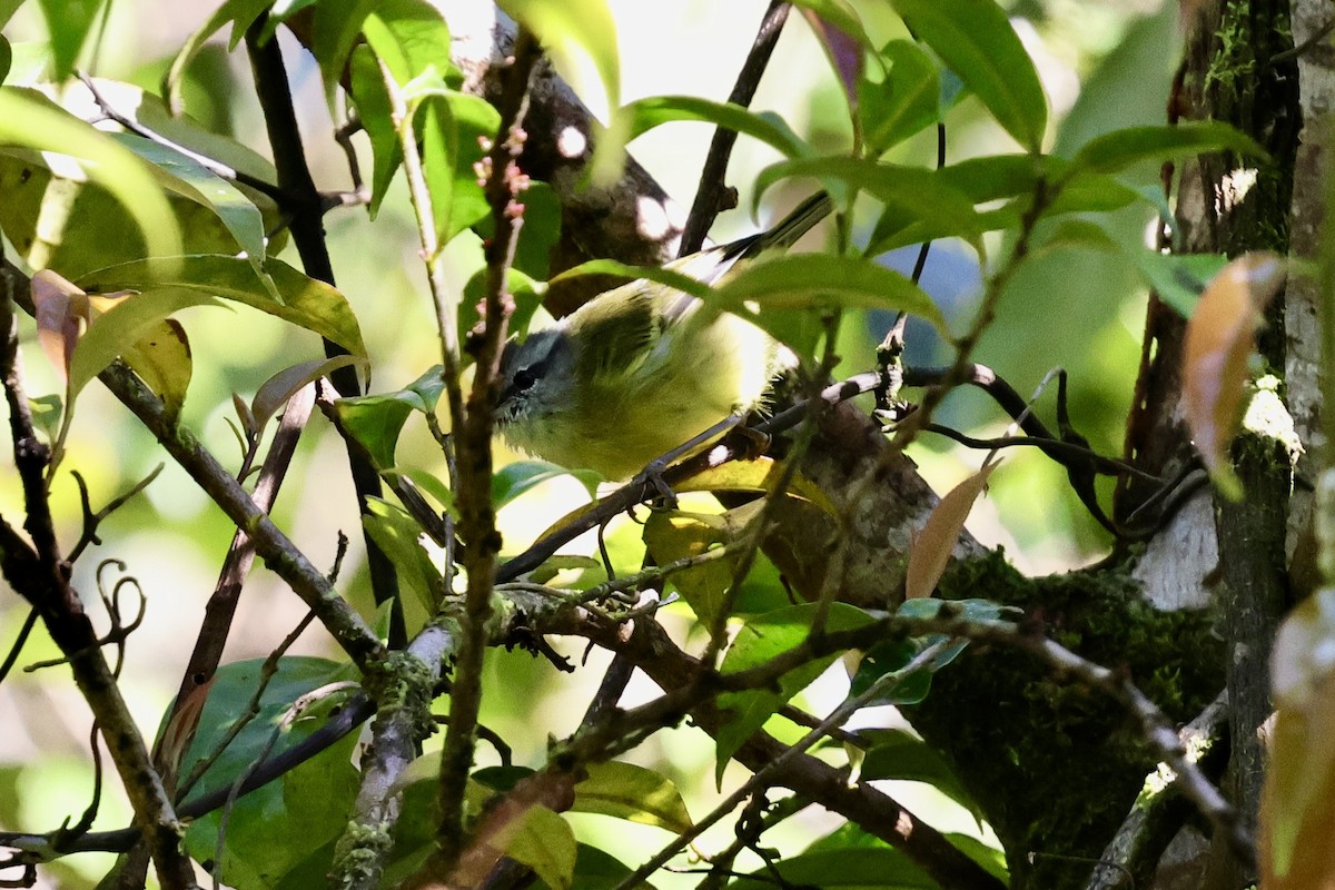 Island Leaf Warbler (Seram) - ML624786447