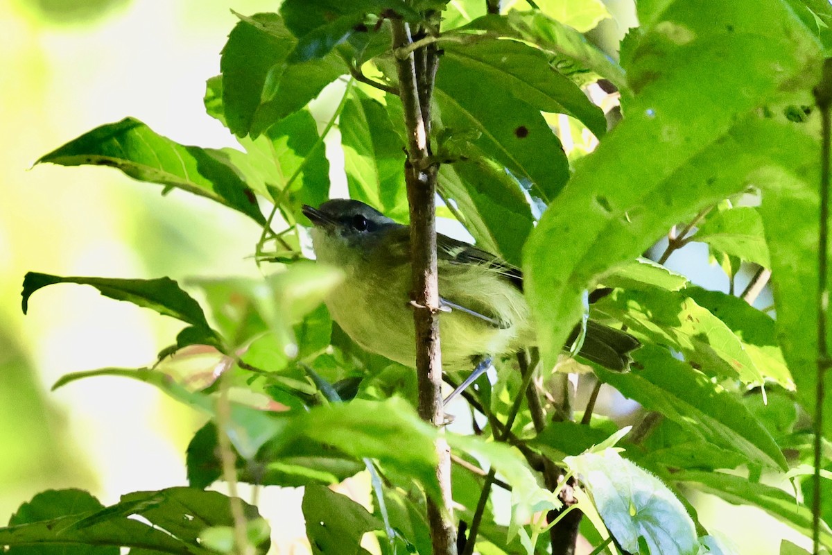 Island Leaf Warbler (Seram) - ML624786448