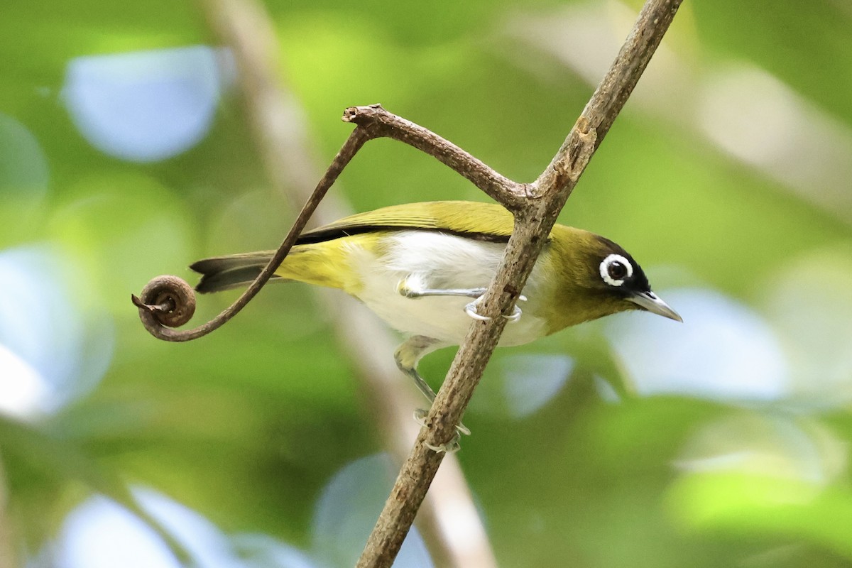 Seram White-eye - ML624786508