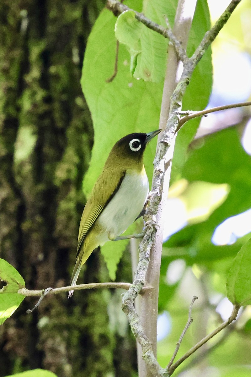 Seram White-eye - ML624786509