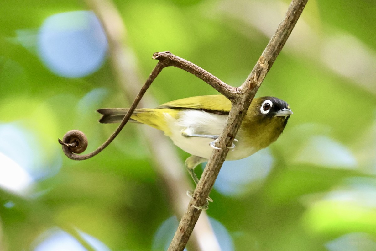 Seram White-eye - ML624786510