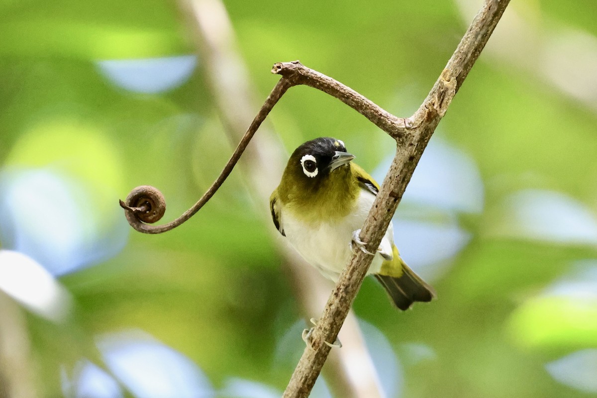 Seram White-eye - ML624786511