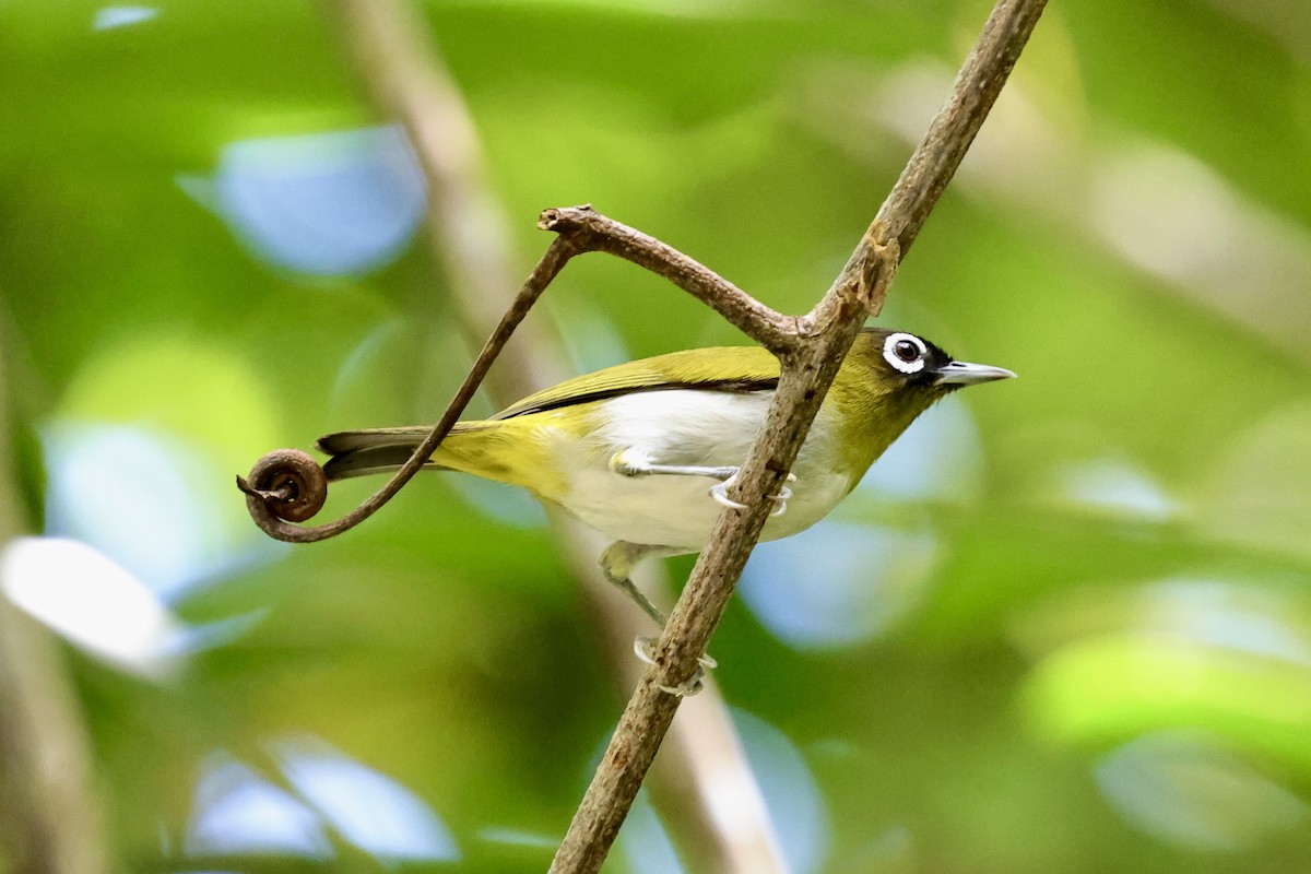 Seram White-eye - ML624786512