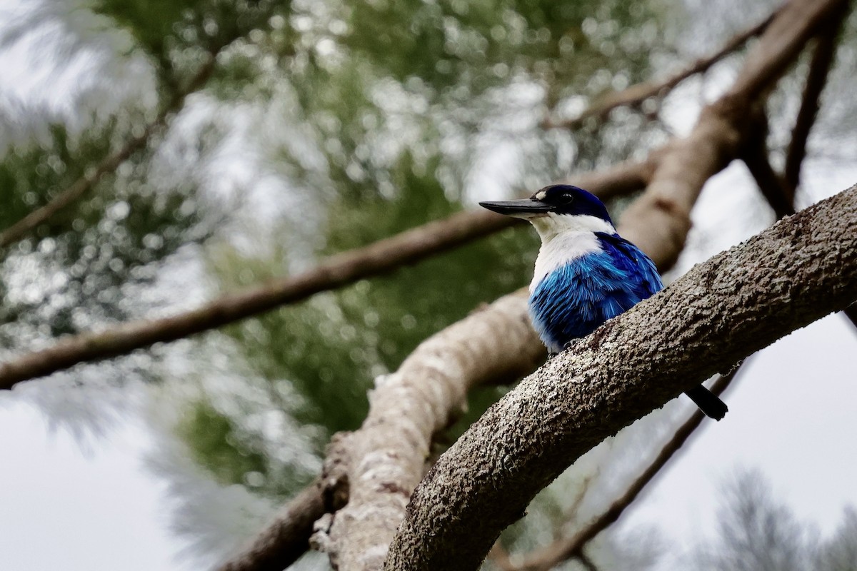 Lazuli Kingfisher - ML624786544