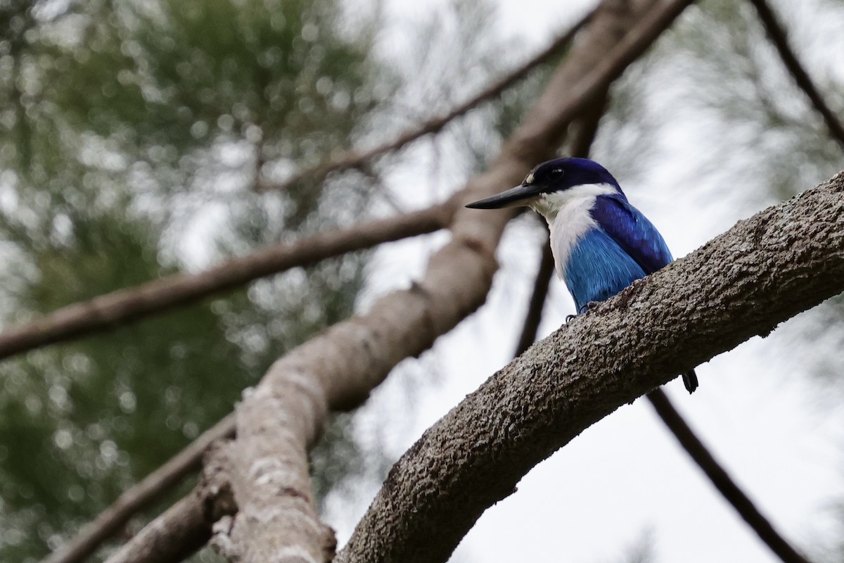 Lazuli Kingfisher - ML624786545
