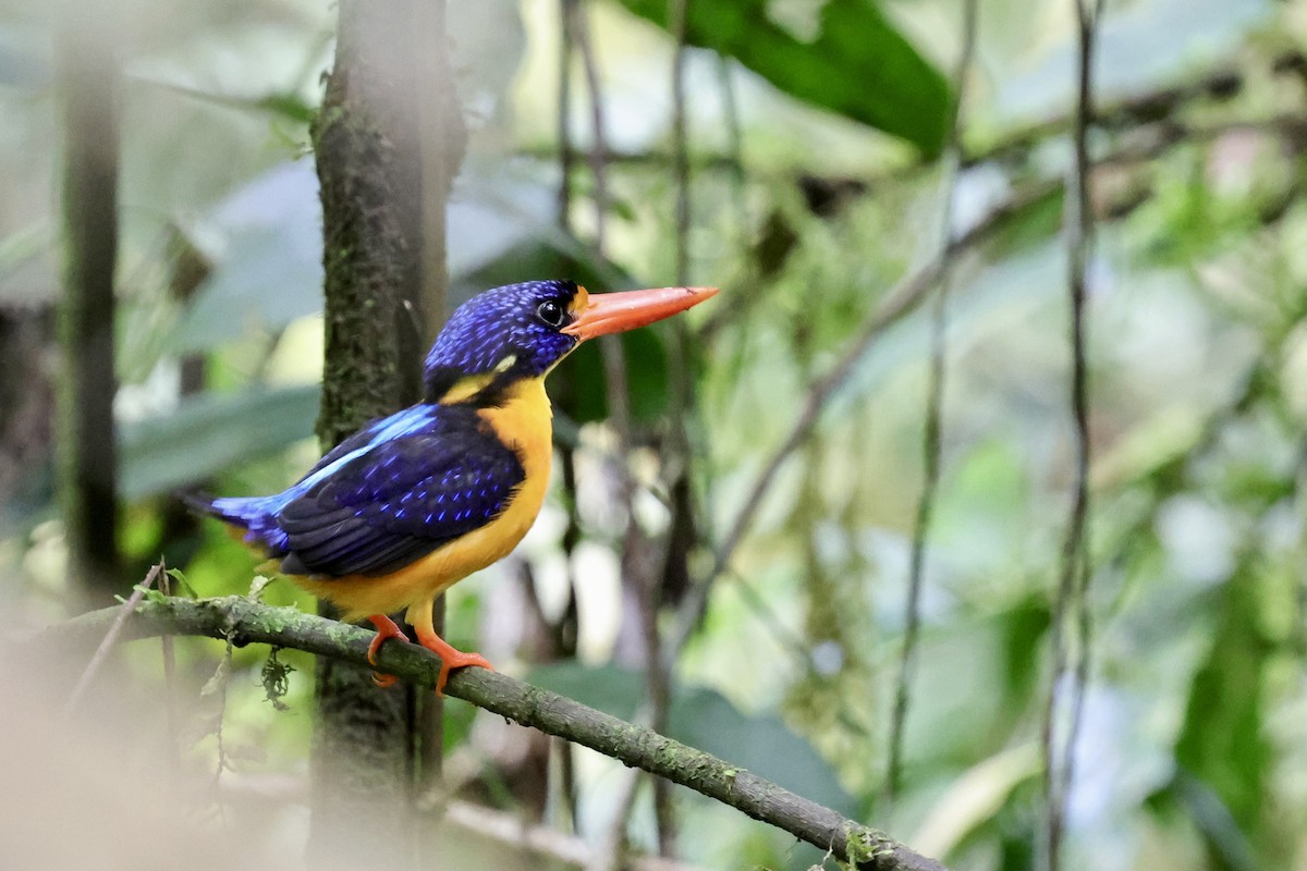 Moluccan Dwarf-Kingfisher (Seram) - ML624786581