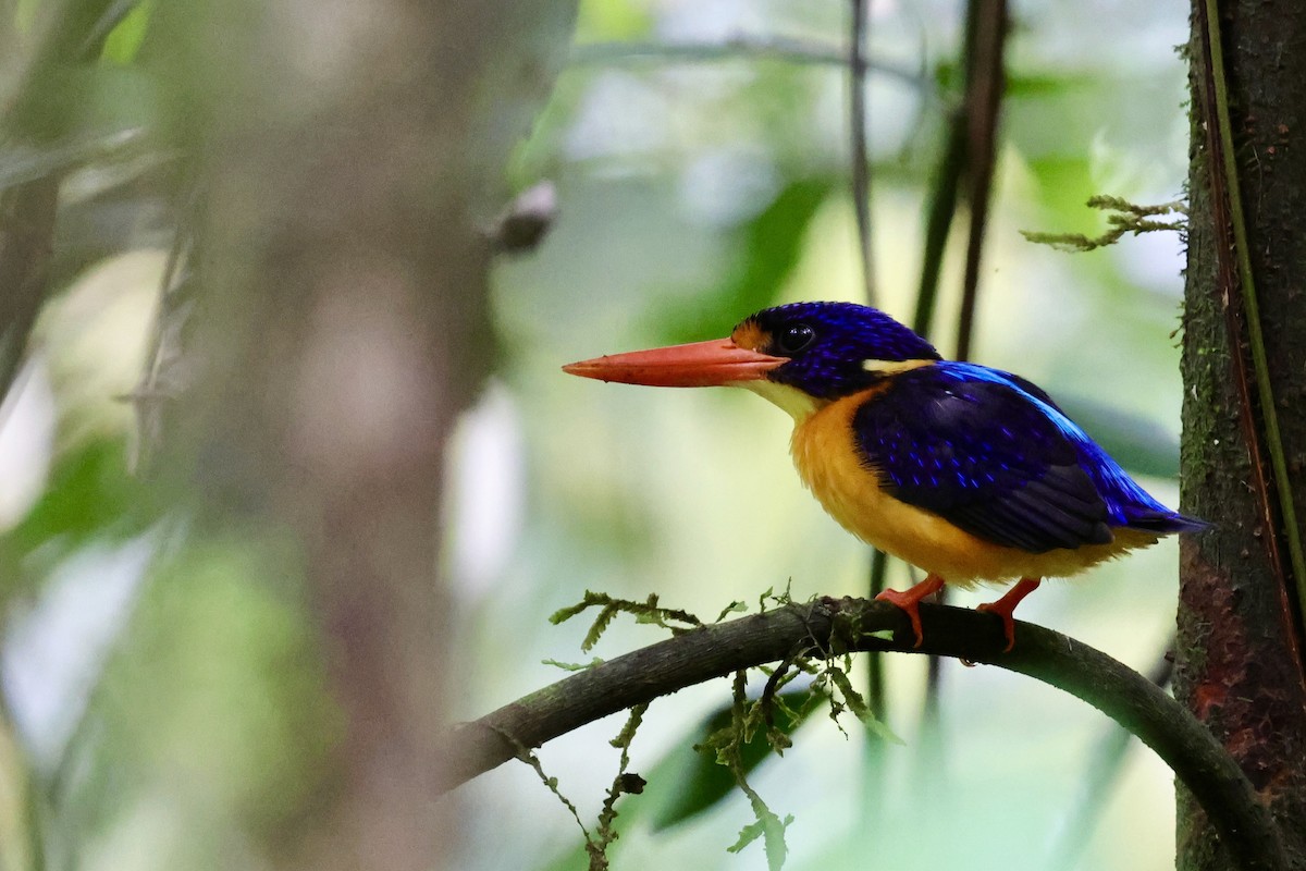 Moluccan Dwarf-Kingfisher (Seram) - ML624786582