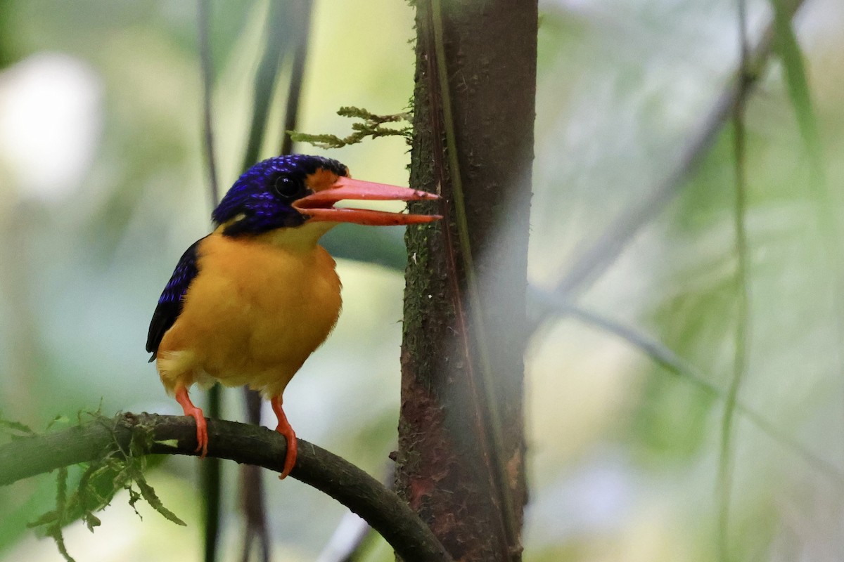 Moluccan Dwarf-Kingfisher (Seram) - ML624786584