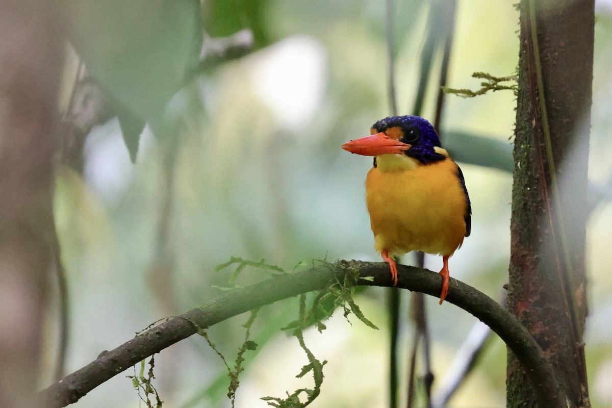 Moluccan Dwarf-Kingfisher (Seram) - ML624786585