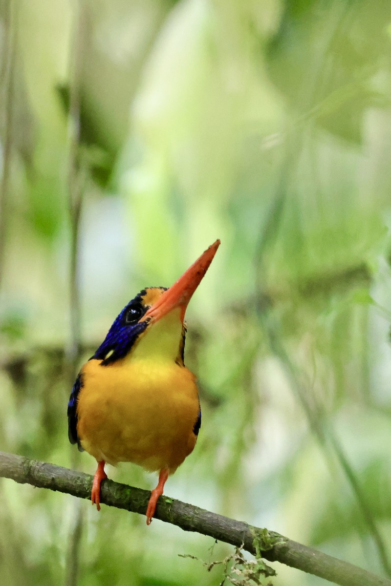 Moluccan Dwarf-Kingfisher (Seram) - ML624786587