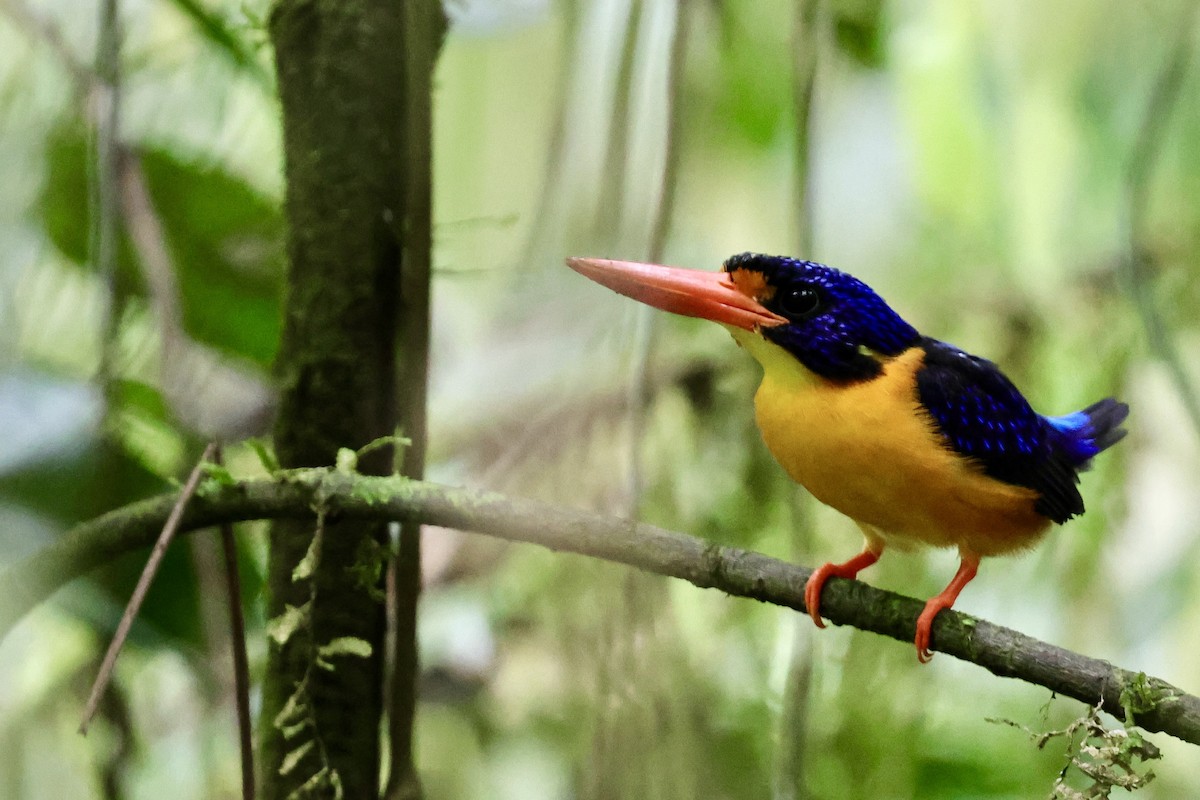 Moluccan Dwarf-Kingfisher (Seram) - ML624786588