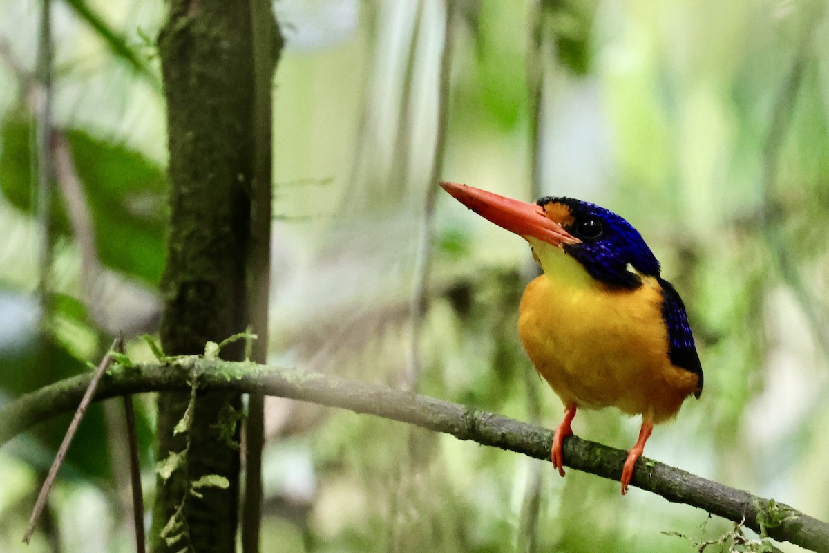 Moluccan Dwarf-Kingfisher (Seram) - ML624786589