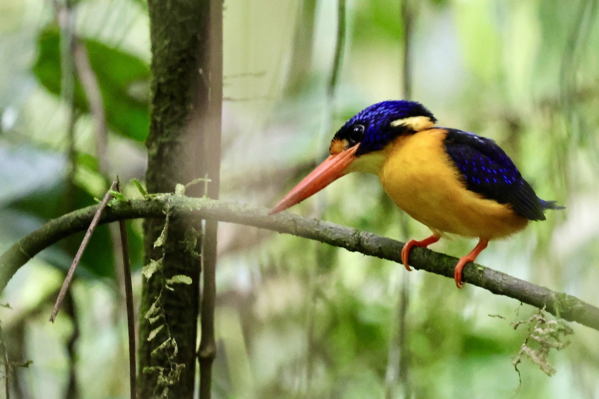 Moluccan Dwarf-Kingfisher (Seram) - ML624786591