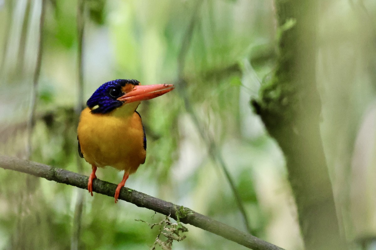Moluccan Dwarf-Kingfisher (Seram) - ML624786592