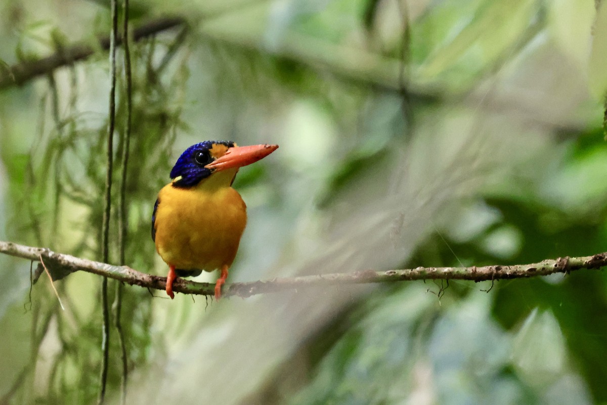 Moluccan Dwarf-Kingfisher (Seram) - ML624786593