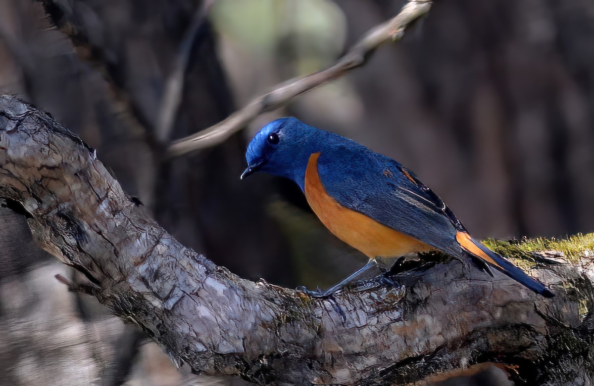 Blue-fronted Redstart - ML624786652