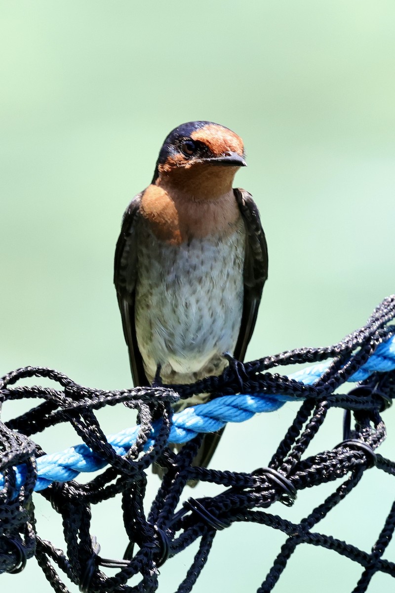 Pacific Swallow - ML624786665