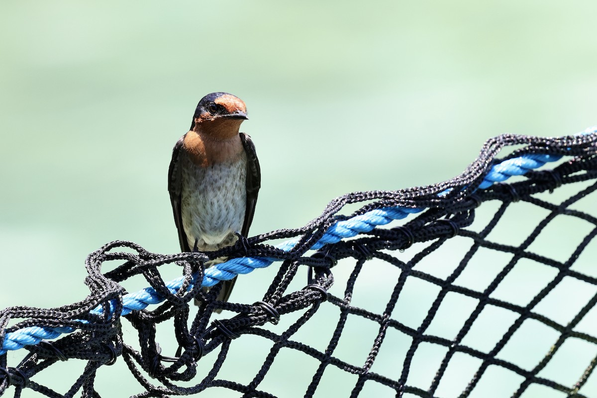 Pacific Swallow - ML624786666