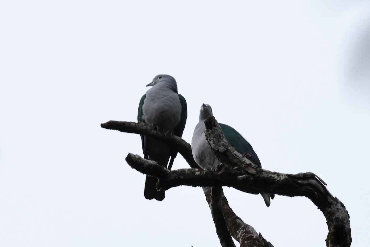 Seram Imperial-Pigeon - ML624786723