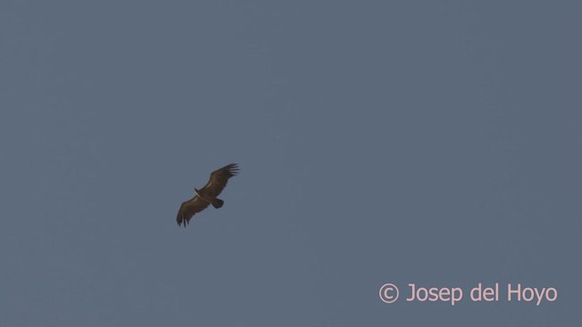 White-backed Vulture - ML624786779