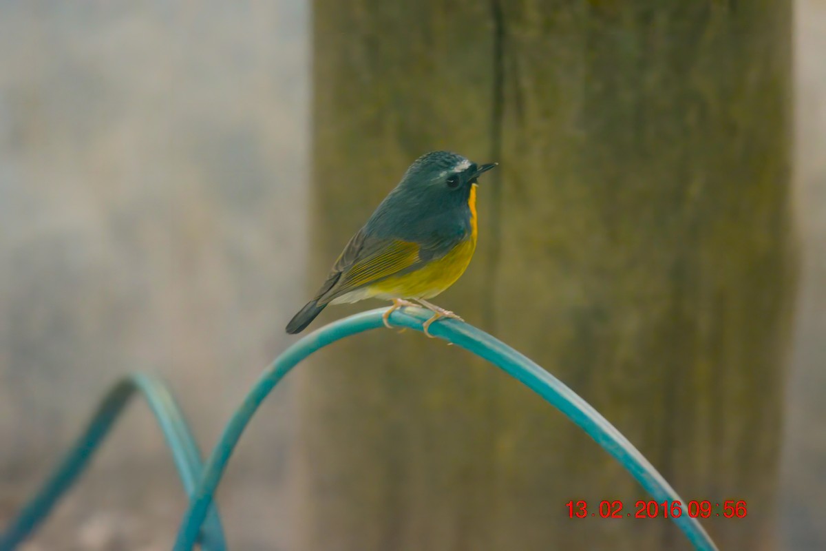 Snowy-browed Flycatcher - ML624786823