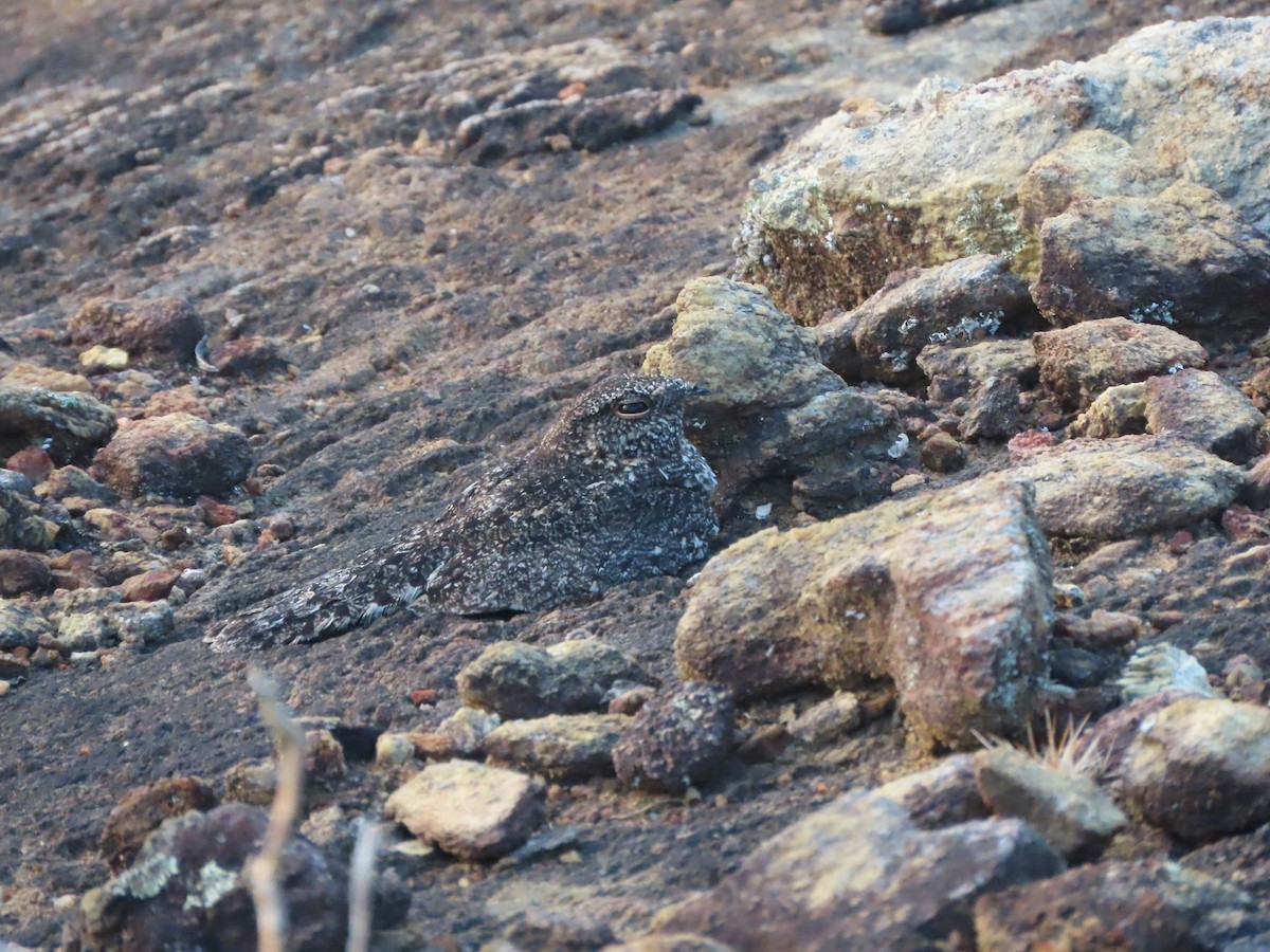 Pygmy Nightjar - ML624786853