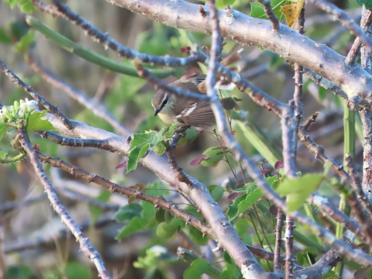 Bahia Wagtail-Tyrant - ML624786855